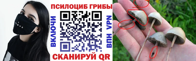 Галлюциногенные грибы Psilocybe купить Сафоново